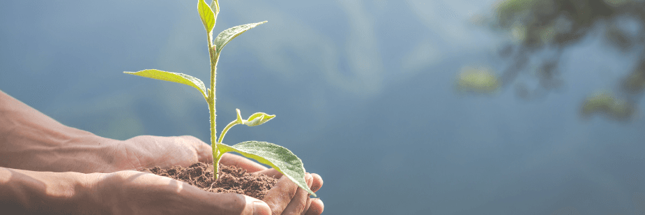 Instrumentos de Proteção Ambiental: Ferramentas Essenciais para a Sustentabilidade no Brasil